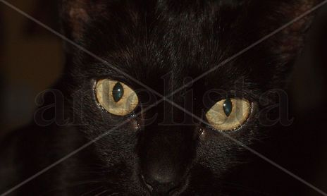 Fauna