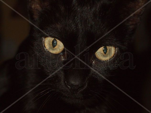 Bagheera
