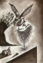 Polipoleporidomedusa
