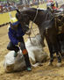 Tarde de Toros
