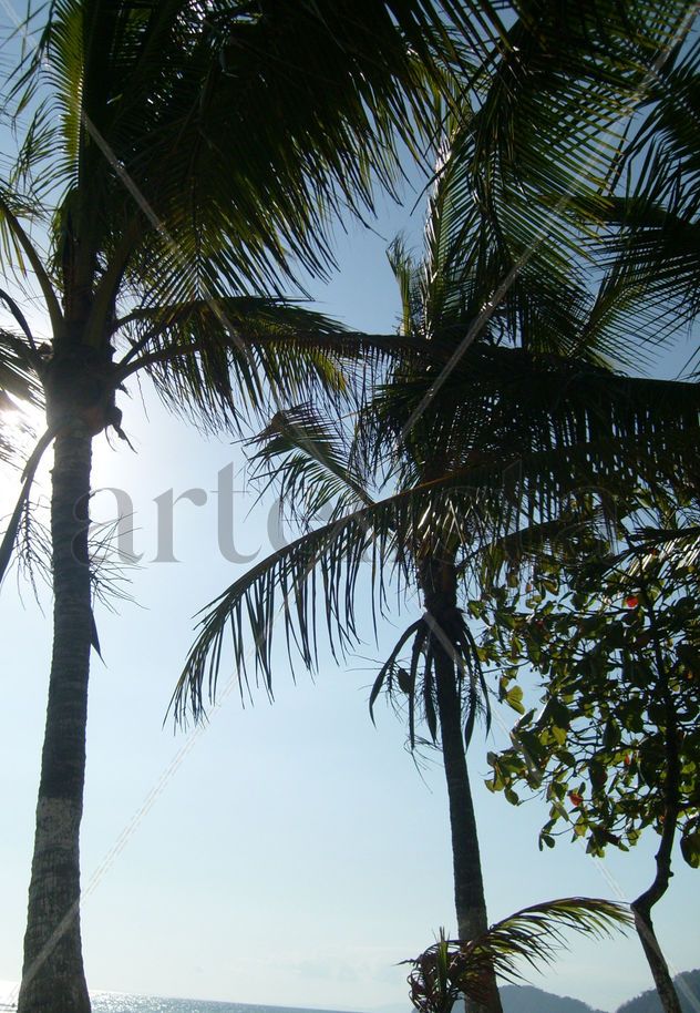 Palmeras espectaculares