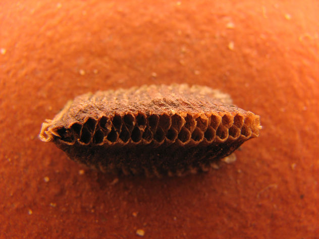 crisalida