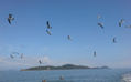 Gaviotas y Pelicanos