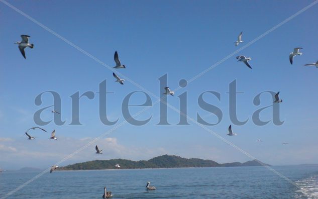 Gaviotas y Pelicanos 