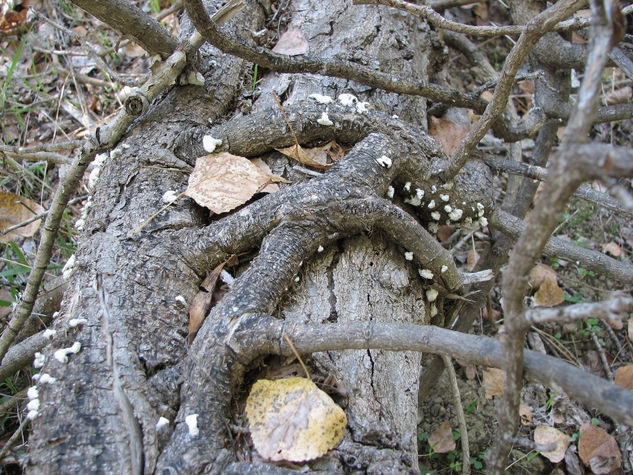 Naturaleza muerta 