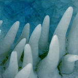 ..organismos... thumbnail 1