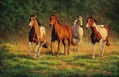 caballos de jarabacoa