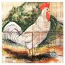 GALLO BLANCO