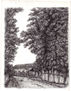 alameda de mangos