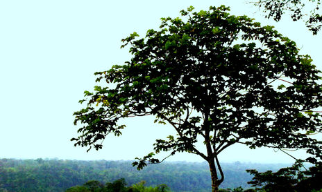 SELVA