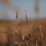 Flores thumbnail 1