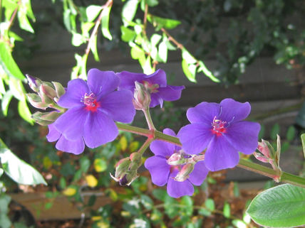 Begonias