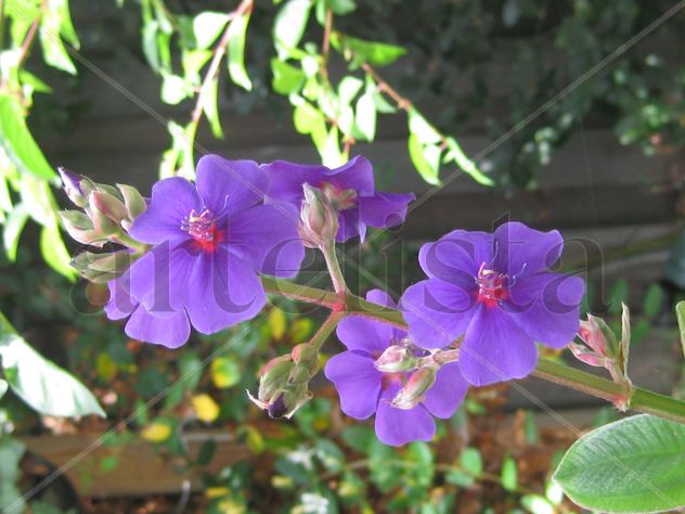 begonias