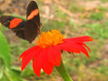 Mariposa en Flor