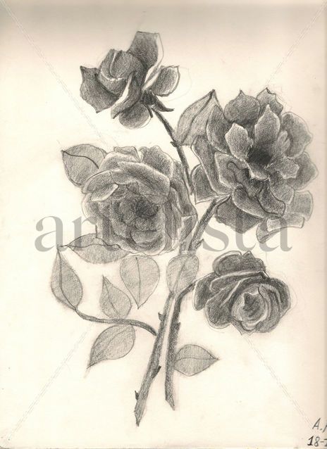 Flores