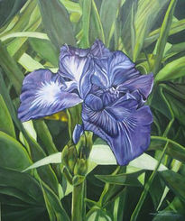 Iris latifolia