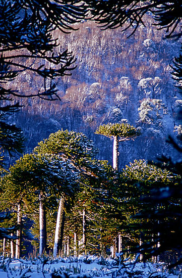 Magic Trees Nature Color (Digital)