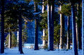 Araucarias 1