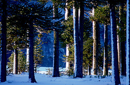 Araucarias 1