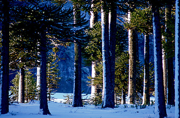 Araucarias 1 Naturaleza Color (Digital)