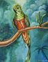Pharomachrus metallicus