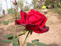 Sólo Rosas 1