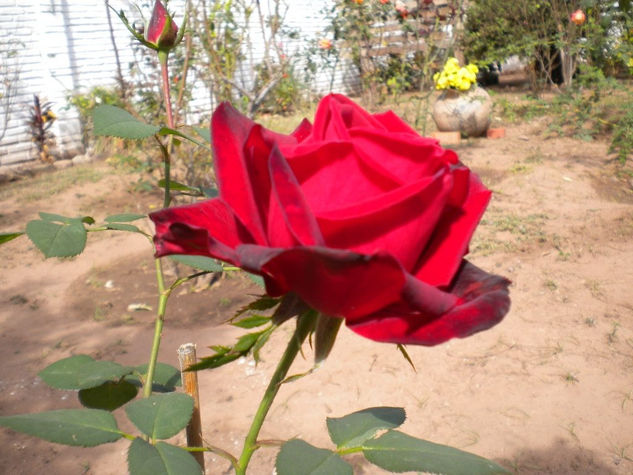 Sólo Rosas 1 