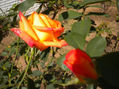 Sólo Rosas 2