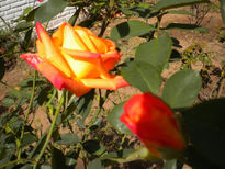 Sólo Rosas 2