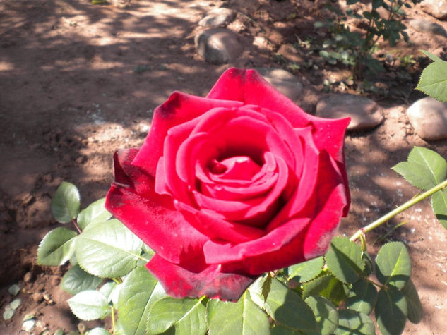 Sólo Rosas 4 