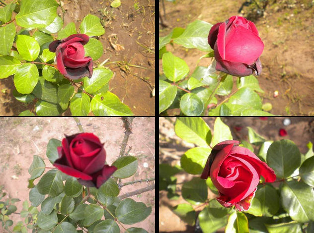 Sólo Rosas - Pimpollos 1