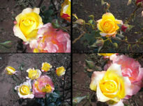 Rosas - Ramillete 2