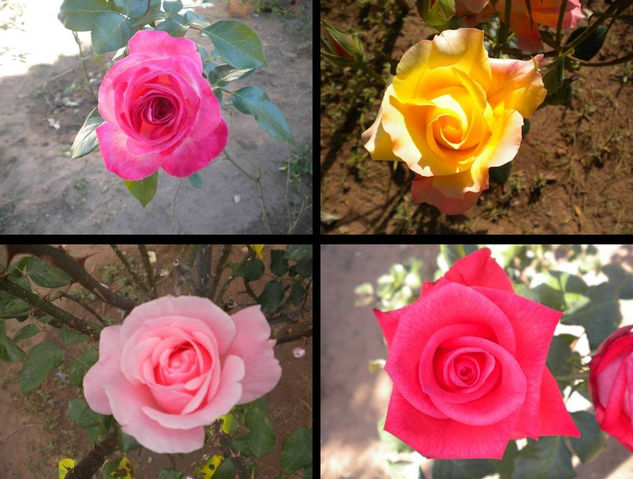 Sólo Rosas 