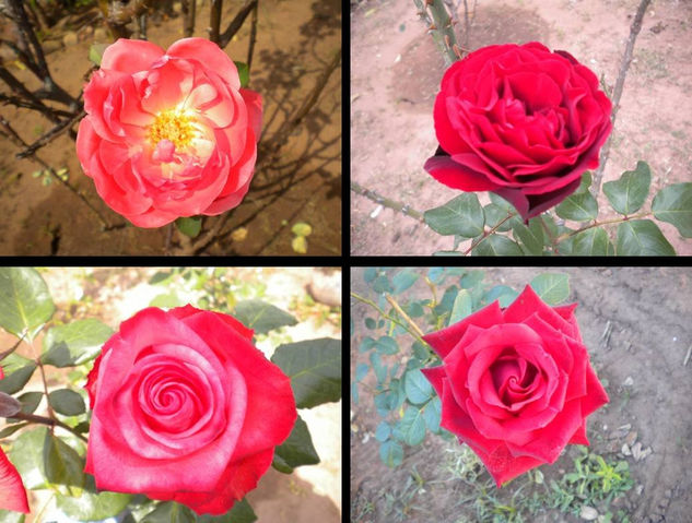 Sólo Rosas 