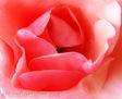 Pétalos de Rosa
