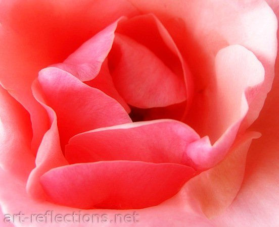Pétalos de Rosa 