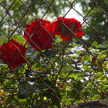 Naturaleza thumbnail 1