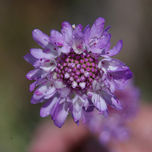 Macrofotografia thumbnail 1