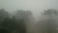 Pinos  en  la  niebla