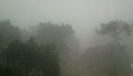 Pinos  en  la  niebla