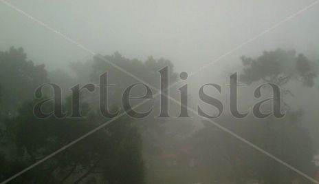 Pinos  en  la  niebla