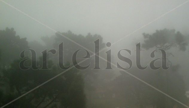 PINOS  EN  LA  NIEBLA