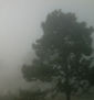PINOS  EN  LA  NIEBLA, ll