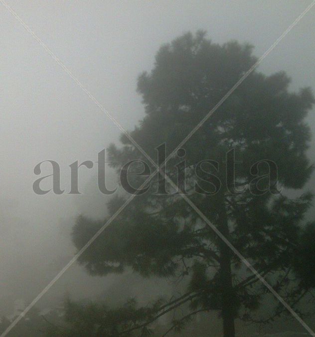 PINOS  EN  LA  NIEBLA, ll