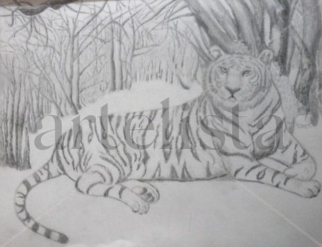 Tigree