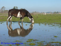 Reflejos 1