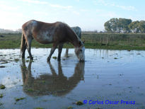 Reflejos 2