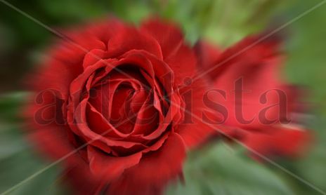 Macrofotografia