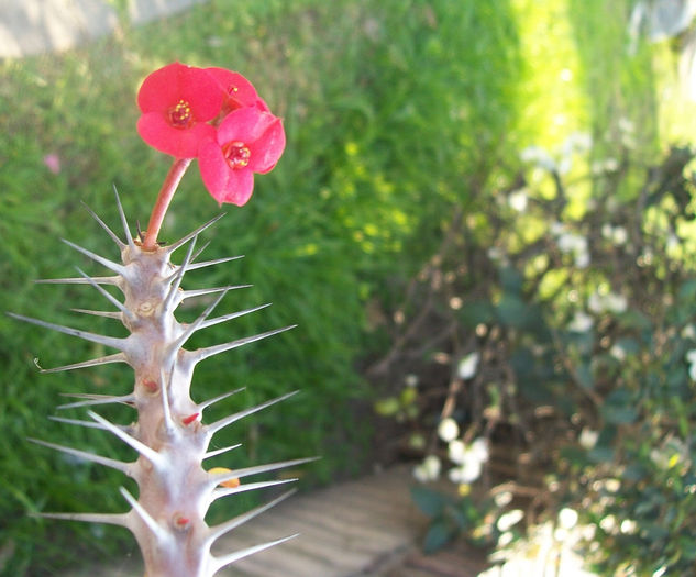 La espina del león. Naturaleza Color (Química)