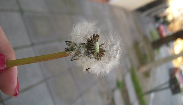 El terciopelo de su caricia. Naturaleza Color (Química)